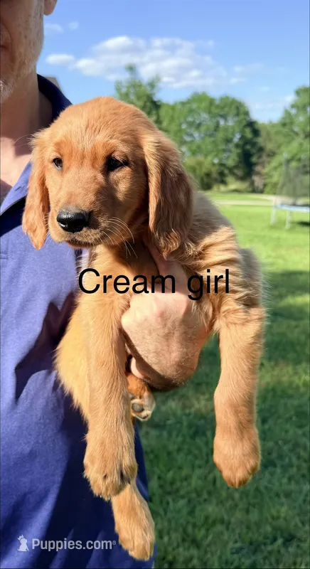 Cream Girl – Golden Retriever puppy for sale in Section, AL