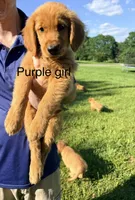 Purple Girl, a female Golden Retriever for sale in Section, AL – 3 of 7