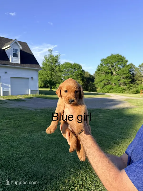 Blue Girl – Golden Retriever puppy for sale in Section, AL