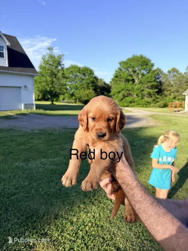 Red Boy – Golden Retriever puppy for sale in Section, AL