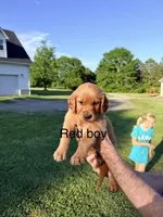 Red Boy, a male Golden Retriever for sale in Section, AL – 1 of 4
