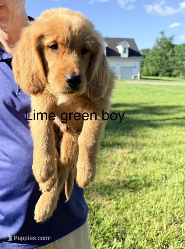 Lime Green Boy – Golden Retriever puppy for sale in Section, AL