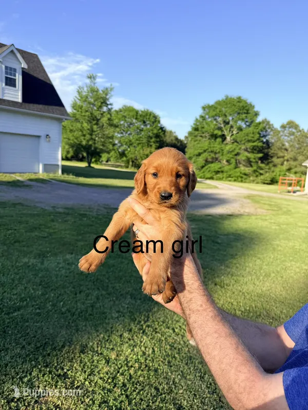 Cream Girl – Golden Retriever puppy for sale in Section, AL