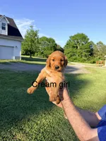 Cream Girl, a female Golden Retriever for sale in Section, AL – 1 of 4