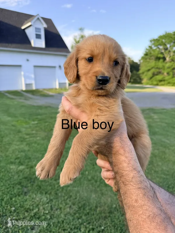 Blue boy – Golden Retriever puppy for sale in Section, AL
