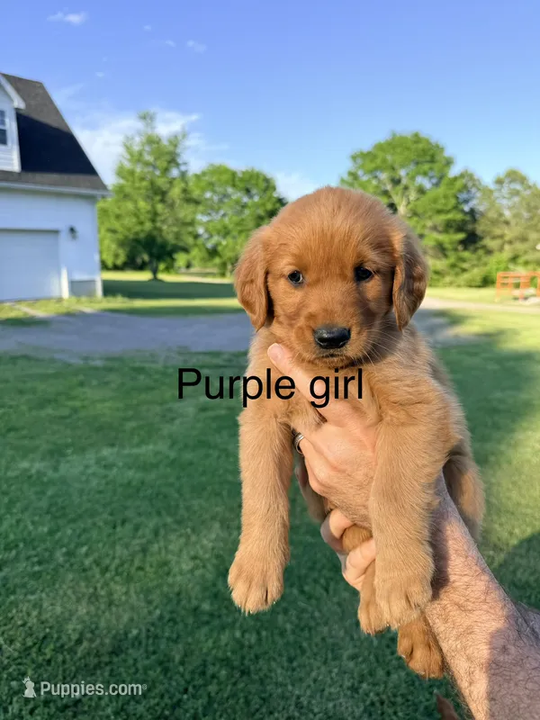 Purple Girl – Golden Retriever puppy for sale in Section, AL