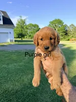 Purple Girl, a female Golden Retriever for sale in Section, AL – 1 of 4