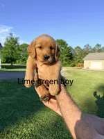 Lime Green Boy, a male Golden Retriever for sale in Section, AL – 1 of 4