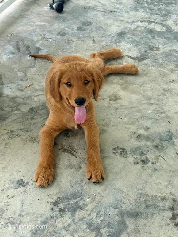 Cream Girl – Golden Retriever puppy for sale in Section, AL