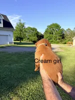 Cream Girl, a female Golden Retriever for sale in Section, AL – 2 of 4