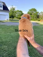 Blue boy, a male Golden Retriever for sale in Section, AL – 2 of 4
