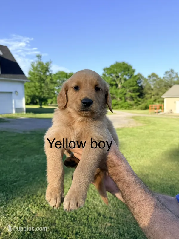 Yellow Boy – Golden Retriever puppy for sale in Section, AL