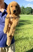 Purple Girl, a female Golden Retriever for sale in Section, AL – 2 of 7