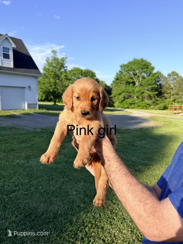 Pink Girl – Golden Retriever puppy for sale in Section, AL