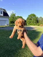 Pink Girl, a female Golden Retriever for sale in Section, AL – 1 of 4