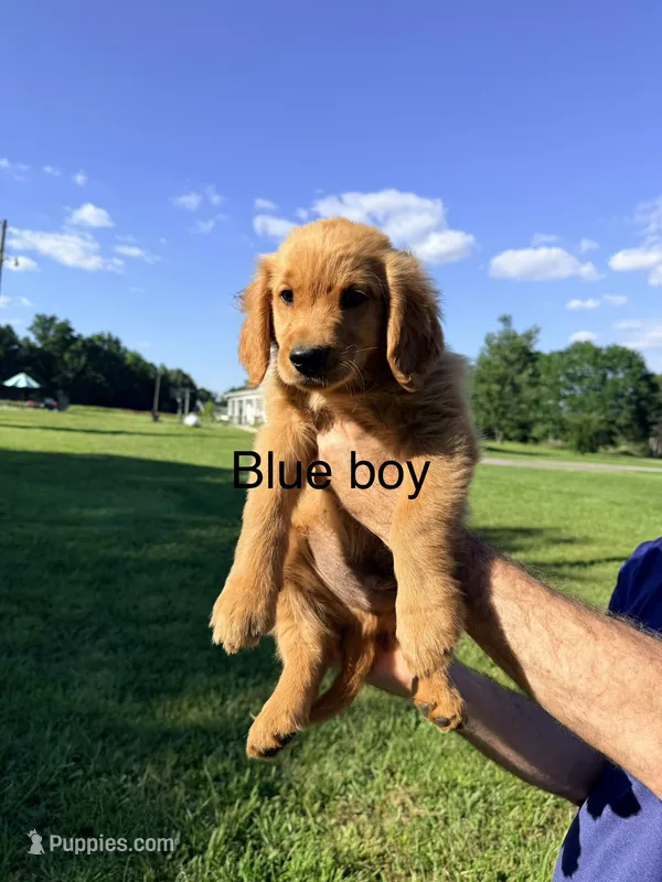 Blue boy – Golden Retriever puppy for sale in Section, AL