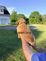 Green Boy, a male Golden Retriever for sale in Section, AL – 2 of 4