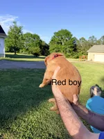 Red Boy, a male Golden Retriever for sale in Section, AL – 2 of 4