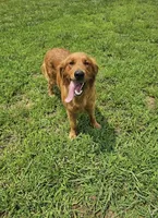 Green Boy, a male Golden Retriever for sale in Section, AL – 3 of 4
