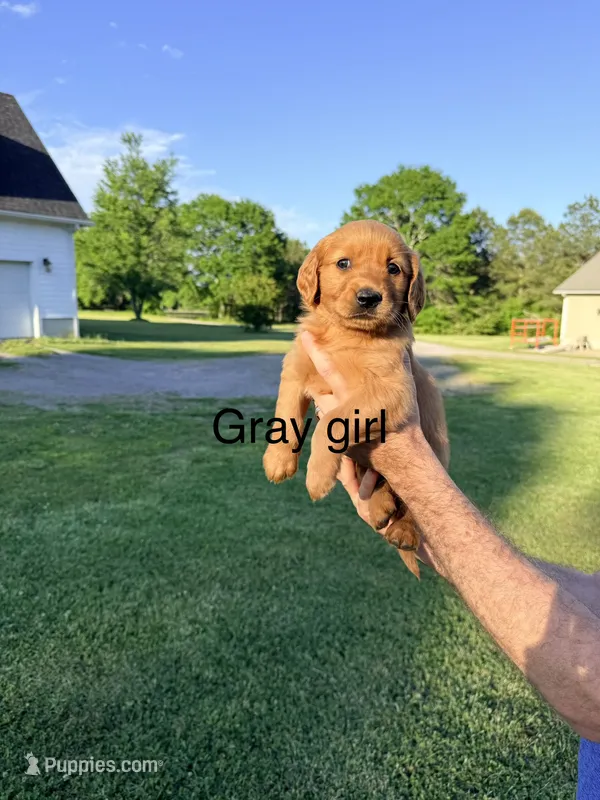 Gray Girl – Golden Retriever puppy for sale in Section, AL