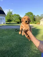 Gray Girl, a female Golden Retriever for sale in Section, AL – 1 of 4