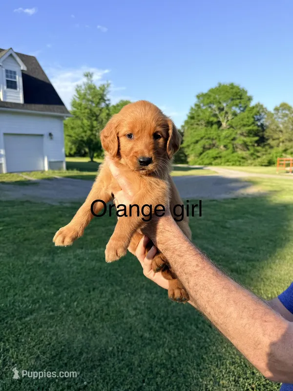 Orange Girl – Golden Retriever puppy for sale in Section, AL