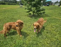 Pink Girl, a female Golden Retriever for sale in Section, AL – 2 of 4