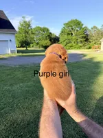 Purple Girl, a female Golden Retriever for sale in Section, AL – 2 of 4