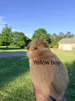Yellow Boy, a male Golden Retriever for sale in Section, AL – 2 of 4
