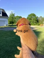 Pink Girl, a female Golden Retriever for sale in Section, AL – 4 of 4