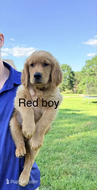 Red Boy – Golden Retriever puppy for sale in Section, AL
