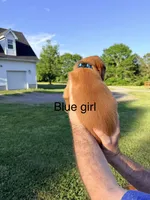 Blue Girl, a female Golden Retriever for sale in Section, AL – 2 of 4