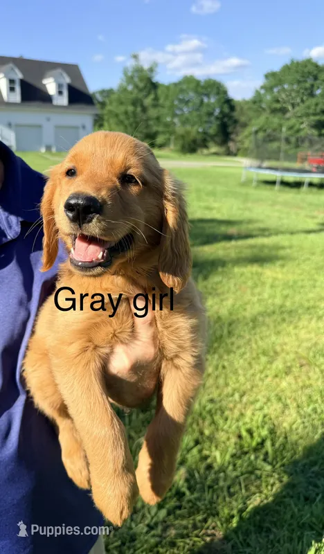 Gray Girl – Golden Retriever puppy for sale in Section, AL