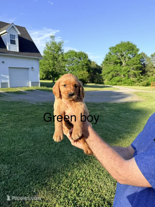 Green Boy – Golden Retriever puppy for sale in Section, AL