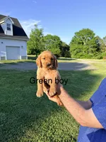 Green Boy, a male Golden Retriever for sale in Section, AL – 1 of 4