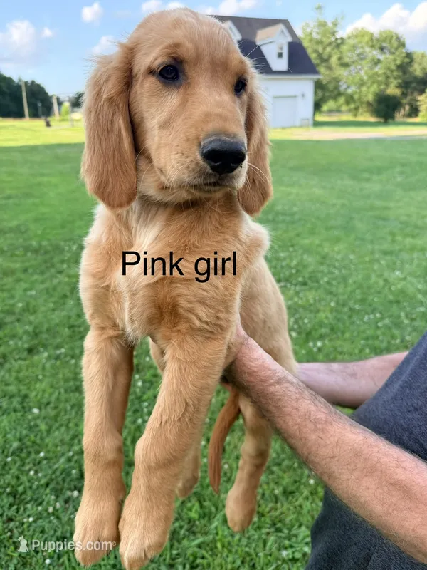 Pink Girl – Golden Retriever puppy for sale in Section, AL