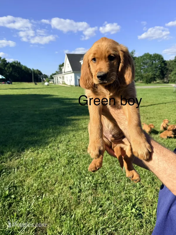 Green Boy – Golden Retriever puppy for sale in Section, AL