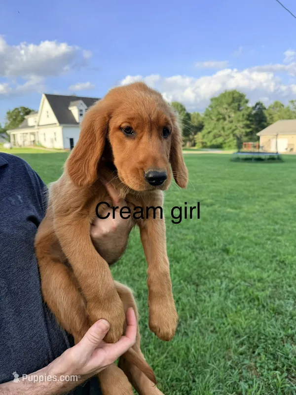 Cream Girl – Golden Retriever puppy for sale in Section, AL