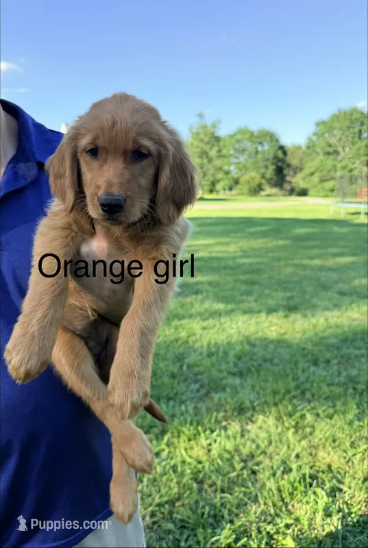 Orange Girl – Golden Retriever puppy for sale in Section, AL