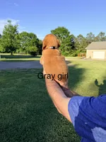 Gray Girl, a female Golden Retriever for sale in Section, AL – 2 of 4