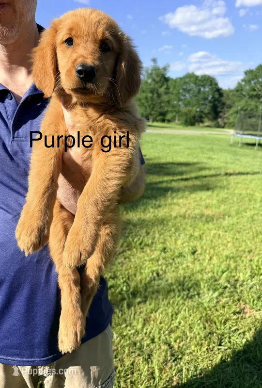 Purple Girl – Golden Retriever puppy for sale in Section, AL