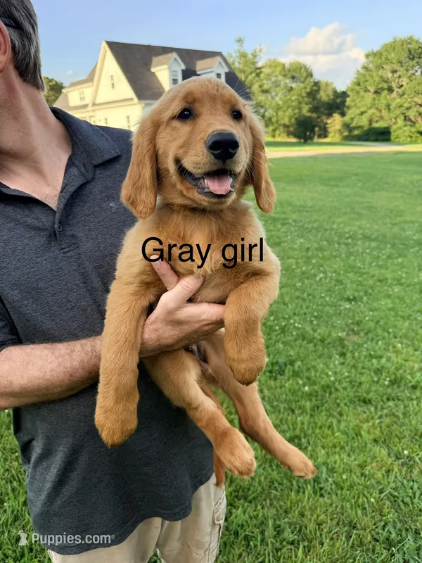 Gray Girl – Golden Retriever puppy for sale in Section, AL