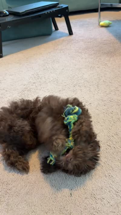 Rylo, a male Poodle - Toy  for sale in Florida City, FL – 1 of 2