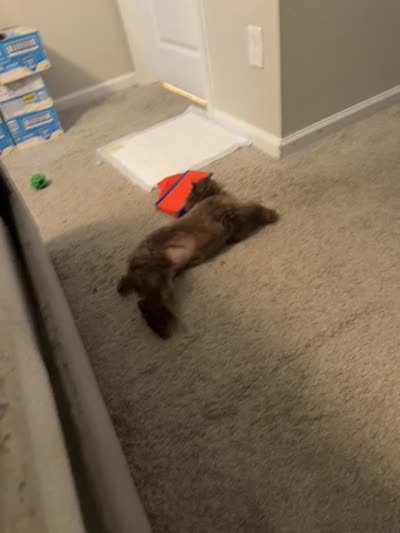 Rylo, a male Poodle - Toy  for sale in Florida City, FL – 2 of 2