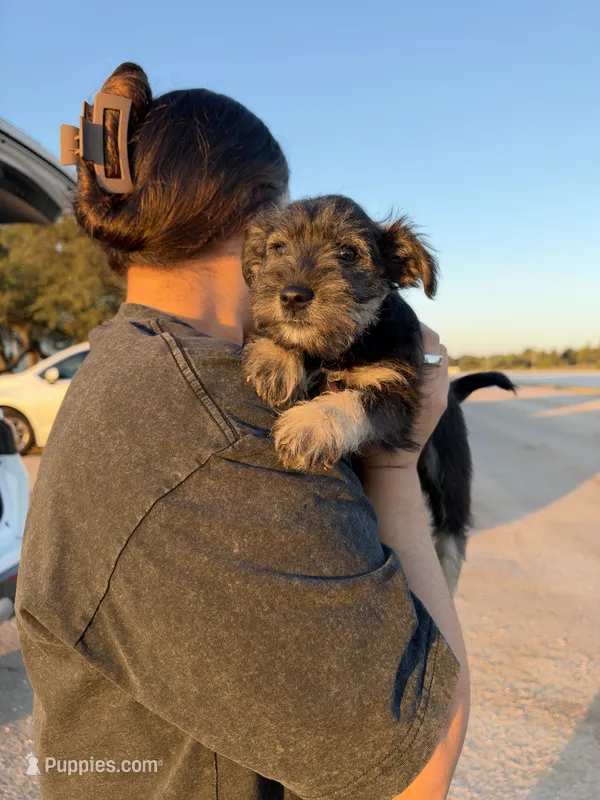 Male #3 – Miniature Schnauzer puppy for sale in Austin, TX