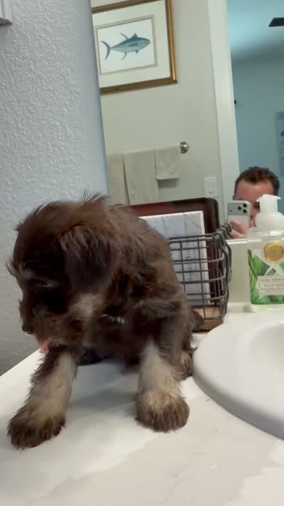 Female #1, a female Miniature Schnauzer for sale in Austin, TX – 1 of 1