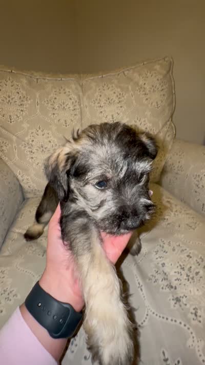 Male #1, a male Miniature Schnauzer for sale in Austin, TX – 1 of 2