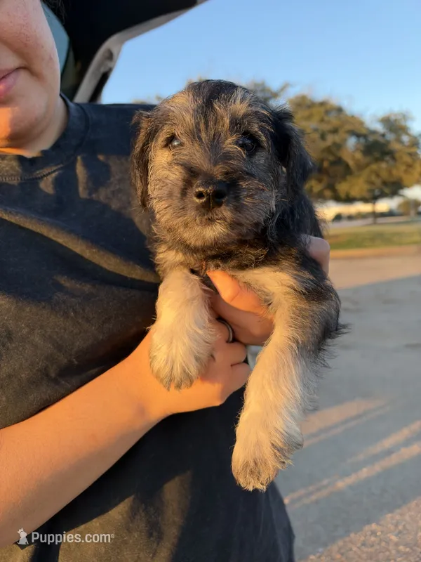 Male #1 – Miniature Schnauzer puppy for sale in Austin, TX