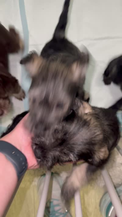 Male #2, a male Miniature Schnauzer for sale in Austin, TX – 2 of 2