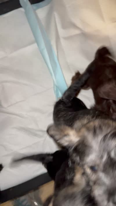 Male #3, a male Miniature Schnauzer for sale in Austin, TX – 2 of 2